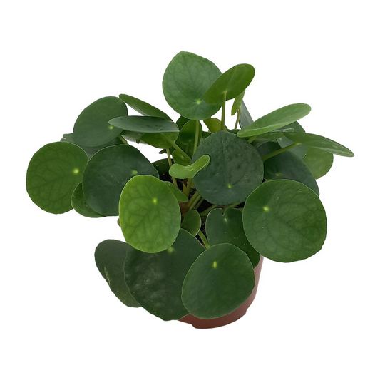 Ufopflanze (Pilea Peperomioides) Ø13cm, 20cm hoch