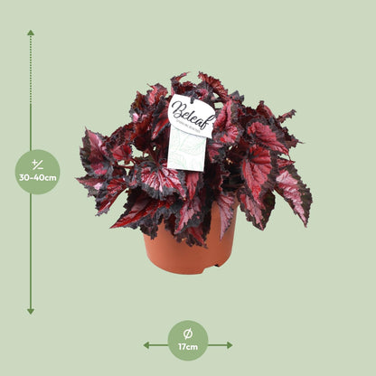 Begonie Inca Night – Purpurfarbene Zimmerpflanze Ø17cm