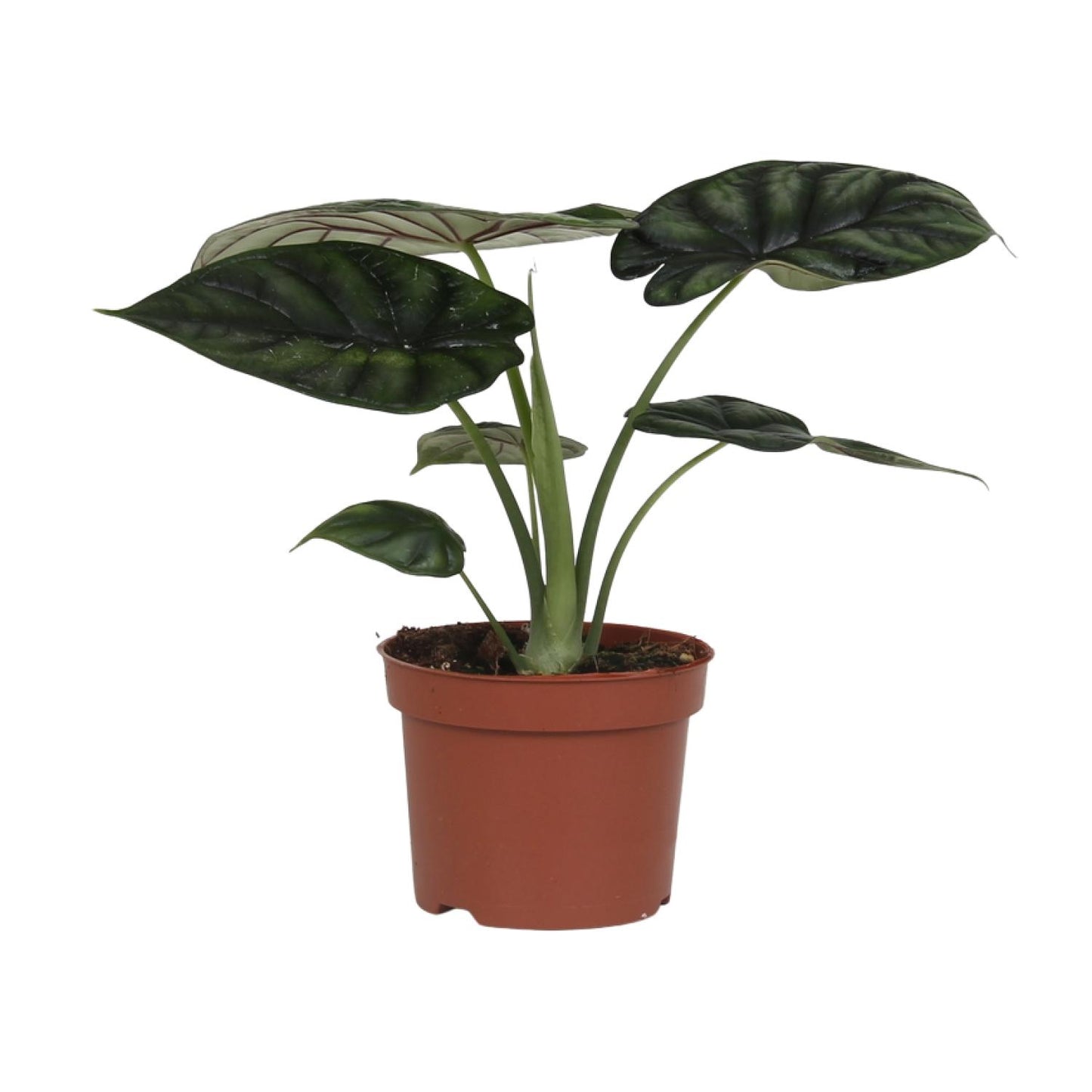 Alocasia Dragon Scale – Pflegeleichte Zimmerpflanze Ø17cm