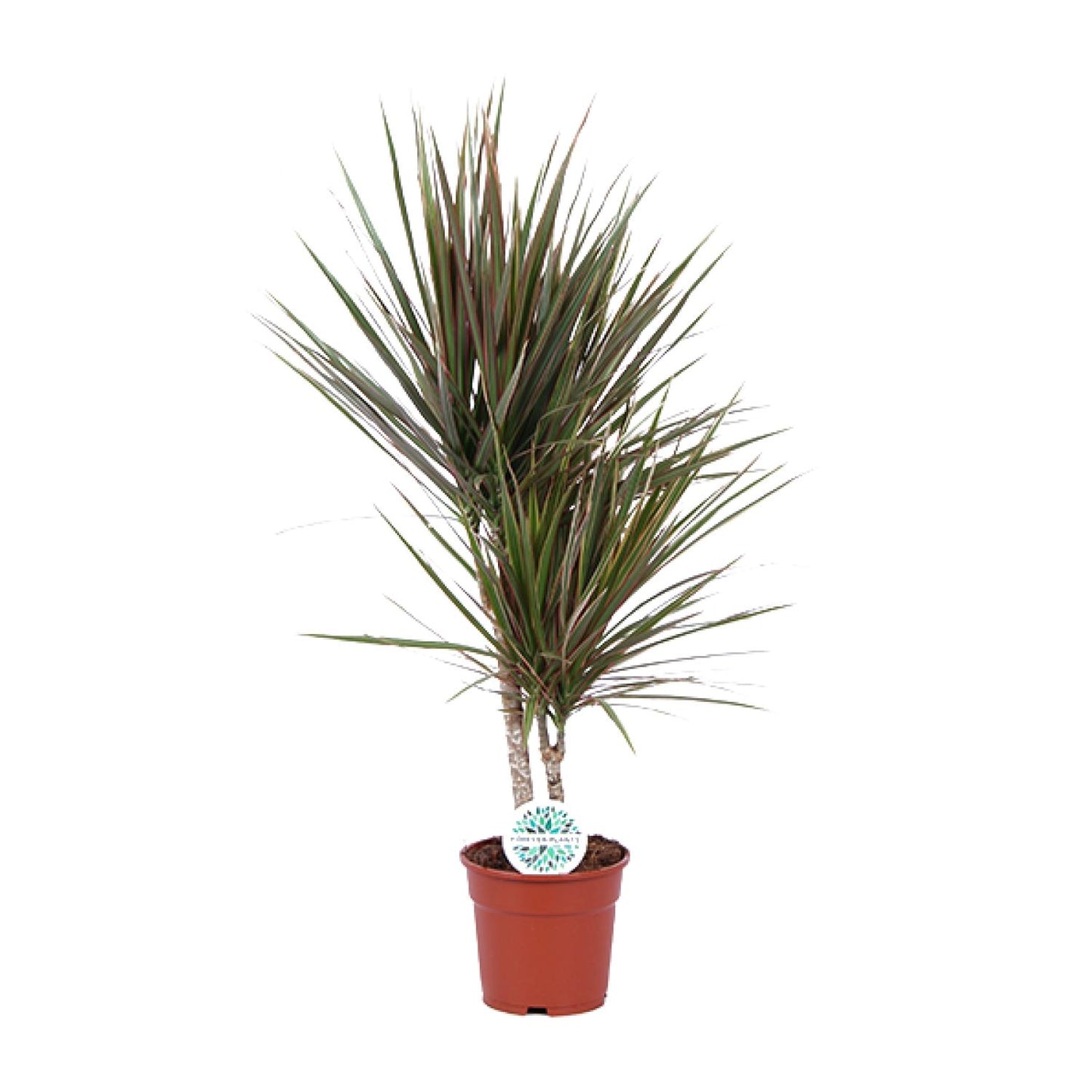 Dracaena Bicolor – Pflegeleichter Drachenbaum Ø17cm