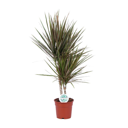 Dracaena Bicolor – Pflegeleichter Drachenbaum Ø17cm