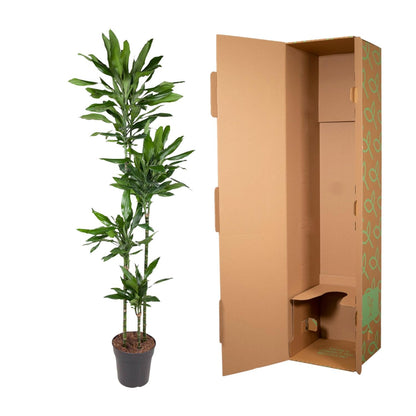Dracaena Janet Lind – Pflegeleichte Zimmerpflanze 180 cm
