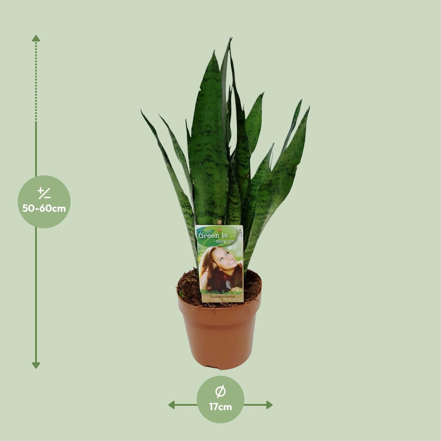 Sansevieria Zeylanica – Schwiegermutterzunge Ø17cm, 60cm hoch