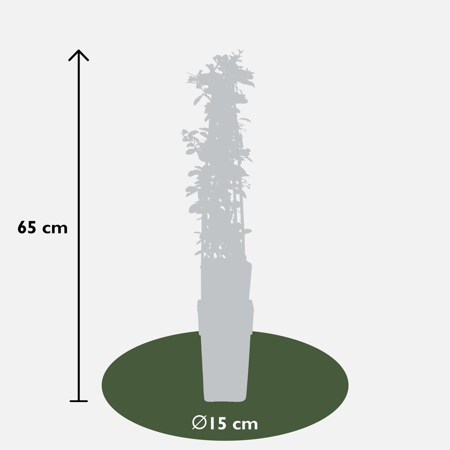 3er-Set Pyracantha 'Orange Glow' – leuchtende Feuerdorn-Pflanzen