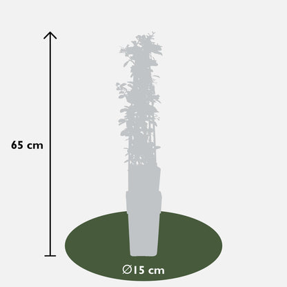 3er-Set Pyracantha 'Orange Glow' – leuchtende Feuerdorn-Pflanzen