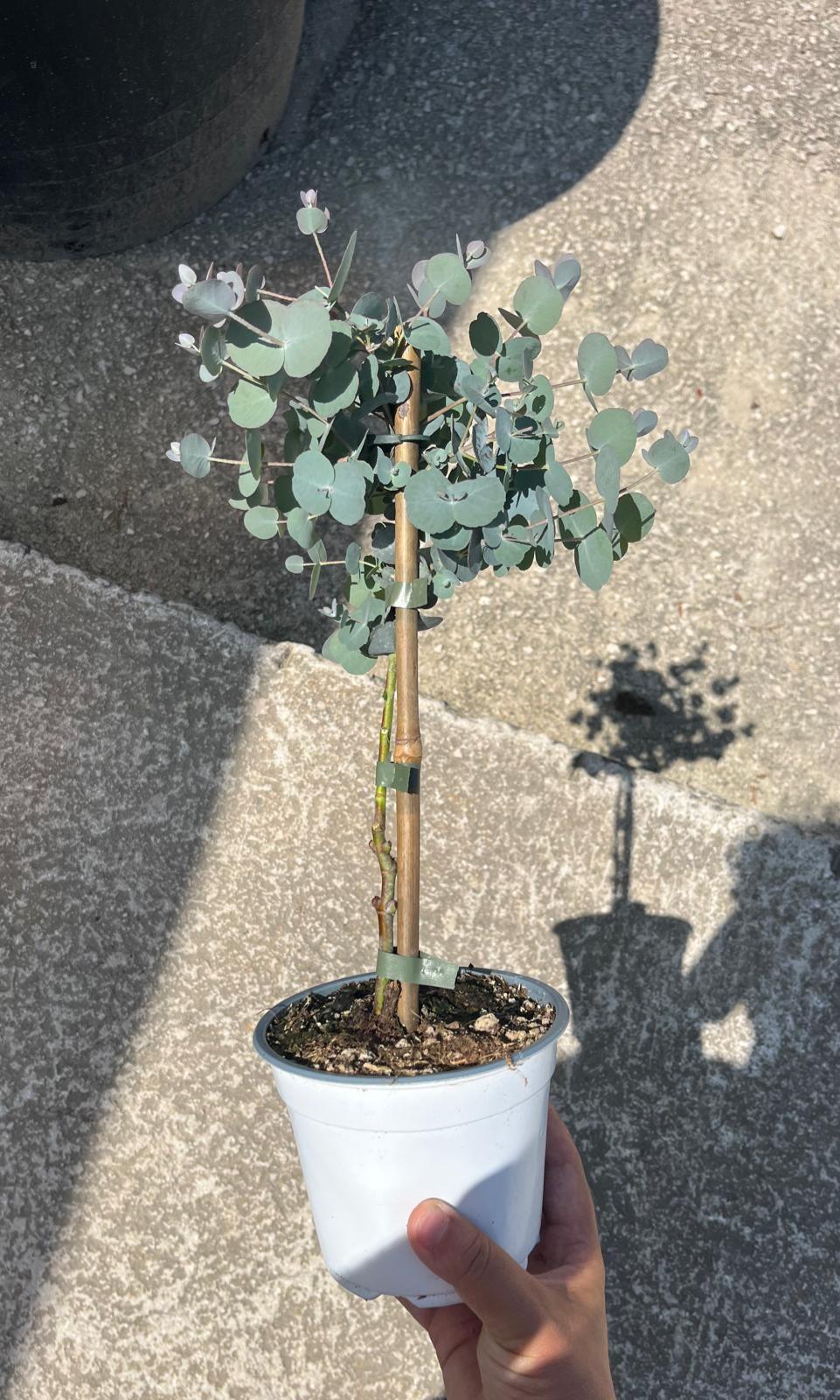 Eucalyptus Gunni Stam – Pflegeleichter Luftreiniger Ø14cm