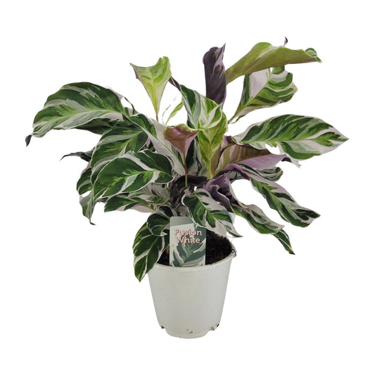 Korbmarante White Fusion – Exotische, pflegeleichte Zimmerpflanze Ø14cm