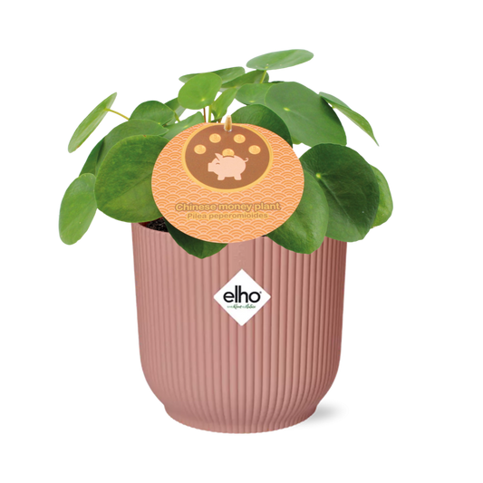 Pilea Peperomioides 12cm im ELHO Vibes Fold Topf rosa
