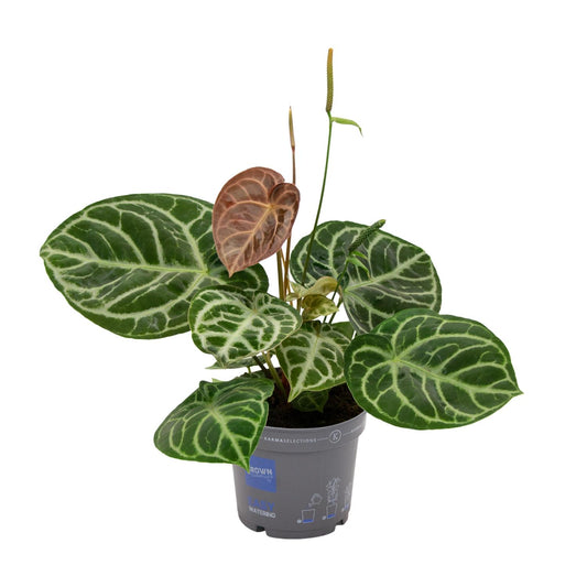 Anthurium Crystal Hybride Compact Ø17cm, ca. 40cm hoch