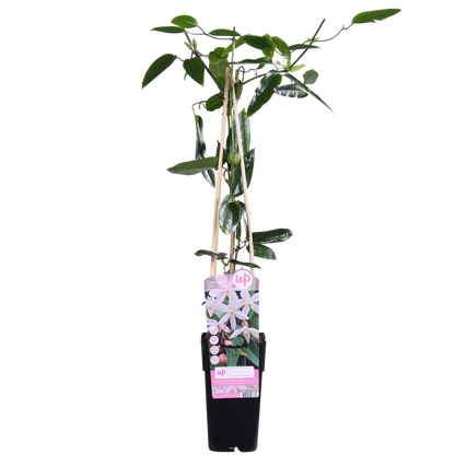 Clematis armandii Apple Blossom – Immergrüne Kletterpflanze Ø15cm
