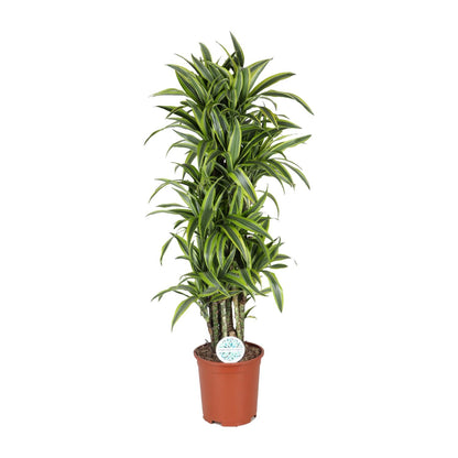 Dracaena Deremensis Lemon Lime – Pflegeleichter Drachenbaum Ø27cm