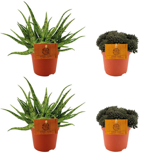 Aloe Spider & Sinocrassula Yunnansis 4er Set Ø10,5cm