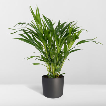 Dypsis Lutescens (Areca-Palme) Ø17cm, ca. 60cm hoch