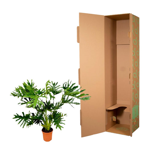 Philodendron Selloum – Pflegeleichte Tropische Zimmerpflanze 100 cm