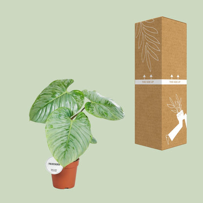Philodendron Sodiroi – Pflegenleichte Zimmerpflanze Ø15cm