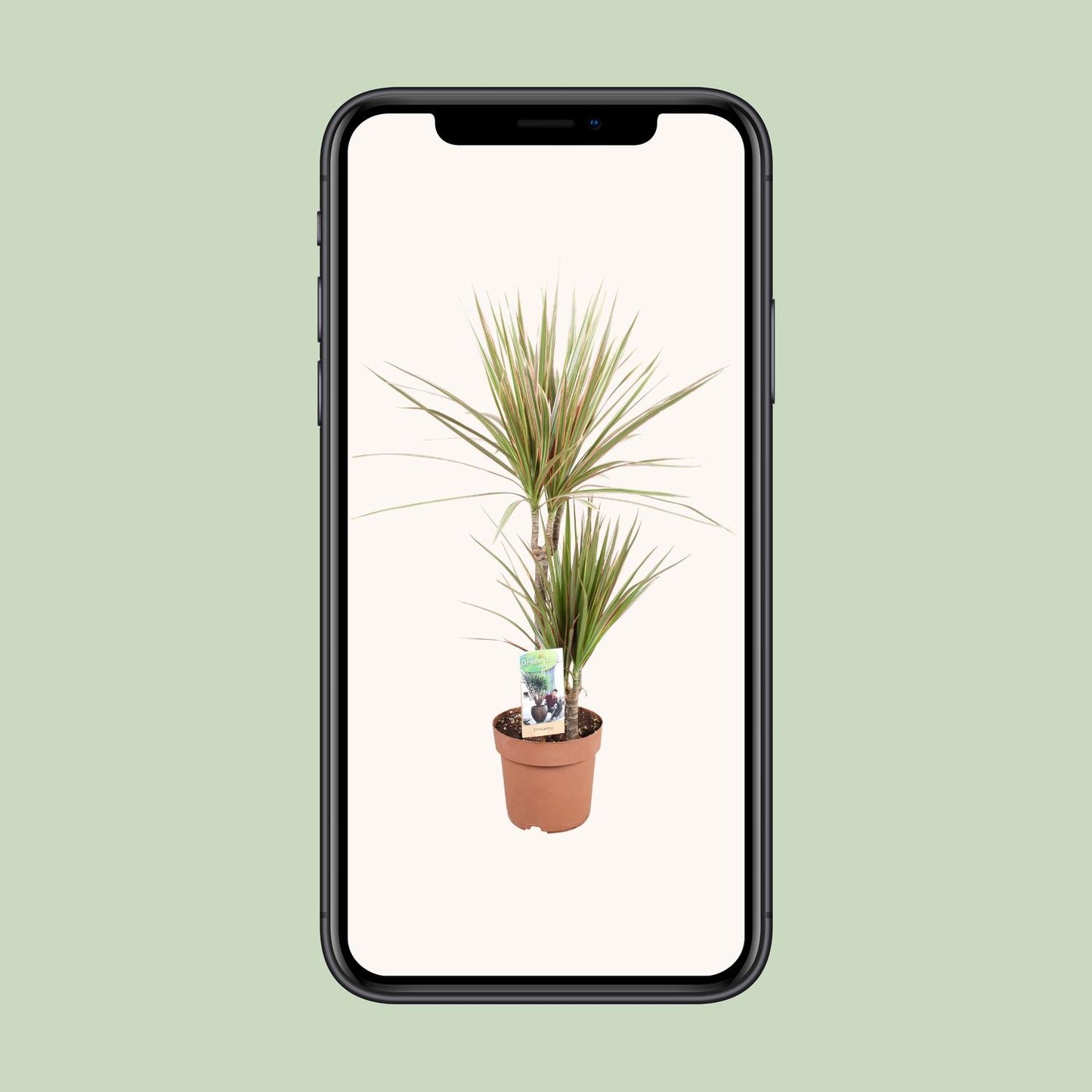 Dracaena Bicolor – Pflegeleichte Zimmerpflanze Ø17cm, 80cm hoch