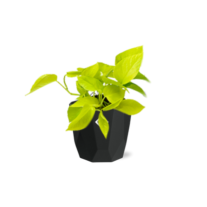 Epipremnum Pinnatum ‘Golden Pothos’ – pflegeleichte Zimmerpflanze