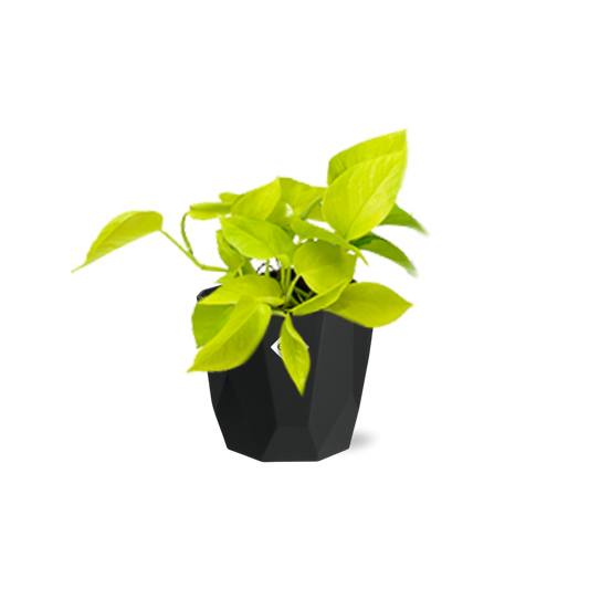 Epipremnum Pinnatum ‘Golden Pothos’ – pflegeleichte Zimmerpflanze