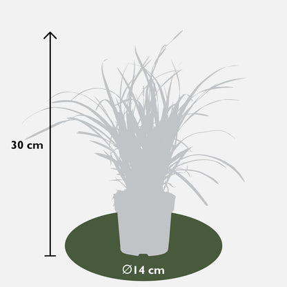 5er Set Carex Mix – Pflegeleichte Ziergräser Ø14cm