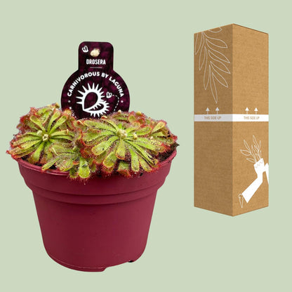 Drosera Aliciae – Pflegeleichte fleischfressende Zimmerpflanze Ø12cm