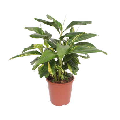 Alpinia Zerumbet Variegata – Pflegeleichte Trendpflanze Ø27cm