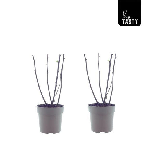 Ficus Bornholm – 2 pflegeleichte Zimmerpflanzen Ø15 cm