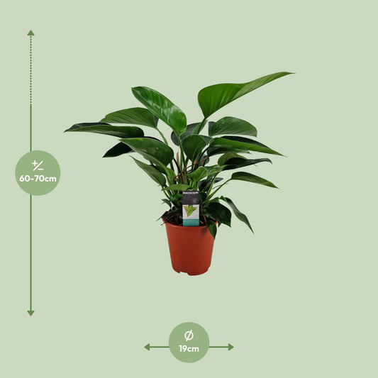 Philodendron Congo Apple – Pflegeleichte Zimmerpflanze Ø19cm