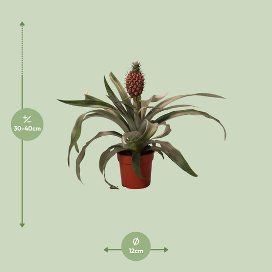 Ananas-Pflanze Rosita – Ø12cm, 35cm Höhe, pflegeleicht
