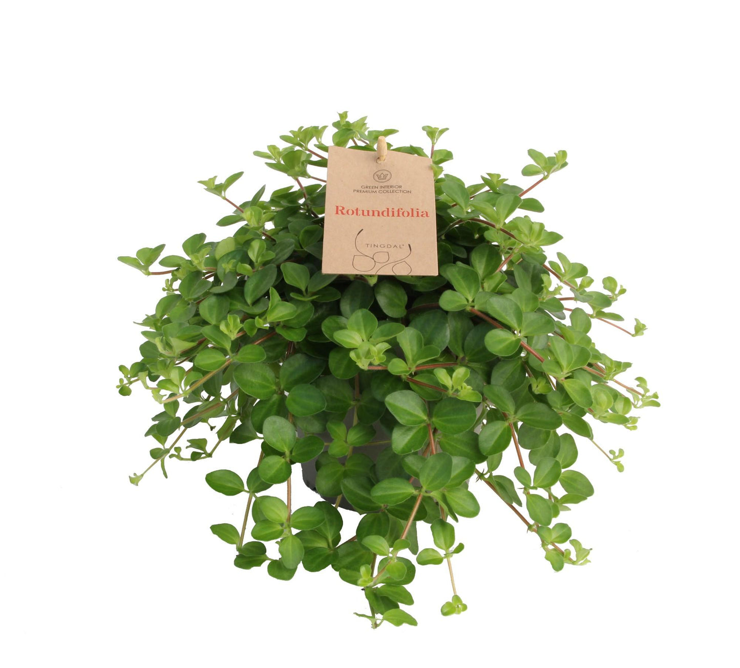 Peperomia Rotundifolia – Pflegeleichte Trendpflanze Ø14 cm