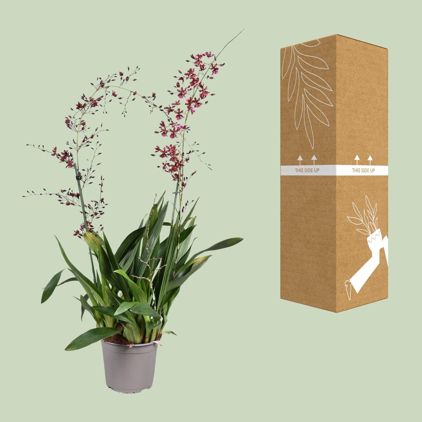 Orchidee Oncidium Cherry Baby – Elegante Zimmerpflanze Ø17cm