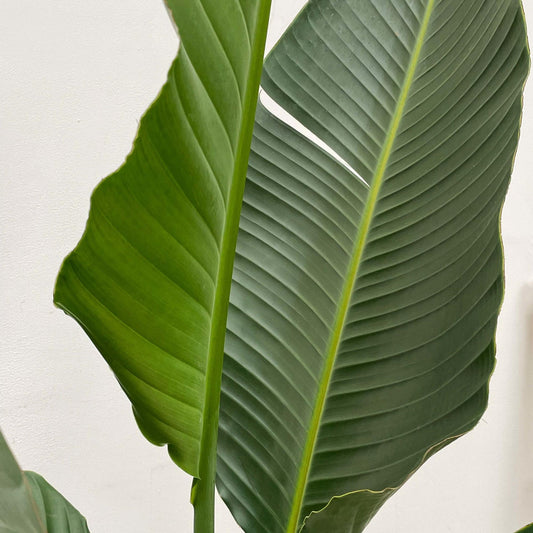Strelitzia Augusta XXL – Weißer Paradiesvogel 250 cm