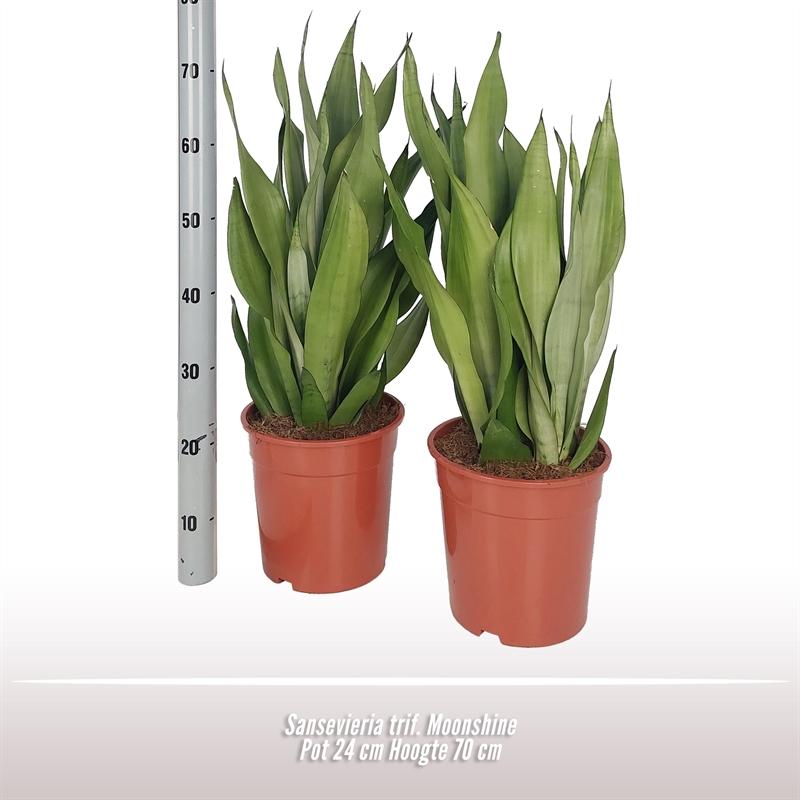 Sansevieria Moonshine – Pflegeleichte Trendpflanze Ø24 cm, 70 cm hoch