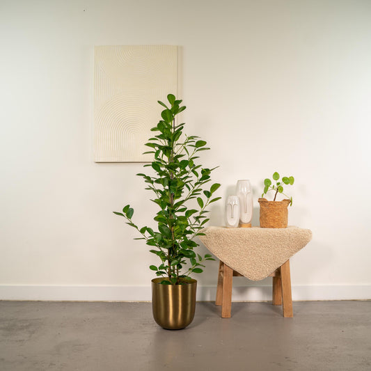 Ficus microcarpa Moclame – luftreinigende Zimmerpflanze Ø21cm