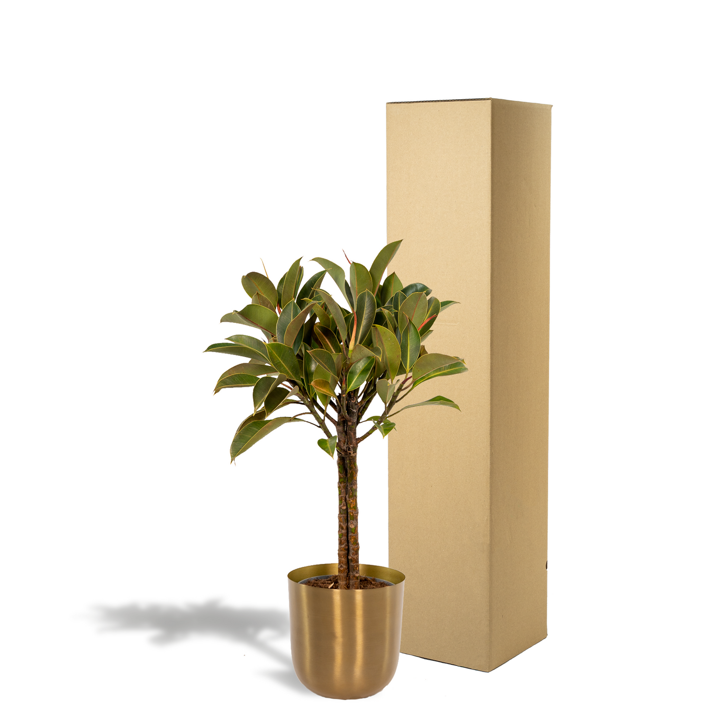 Ficus elastica Melany Stamm im Mayk Gold Topf – 90 cm
