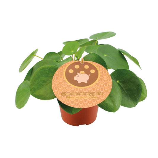 Pilea Peperomioides – pflegeleichte Zimmerpflanze Ø12cm