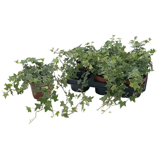 Hedera Helix 'Esther' – Pflegeleichte Efeupflanze Ø13cm