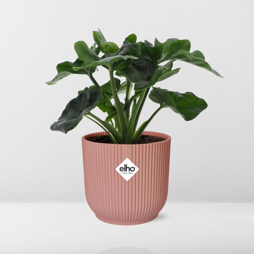 Philodendron Atom in ELHO Vibes Fold 14cm rosa