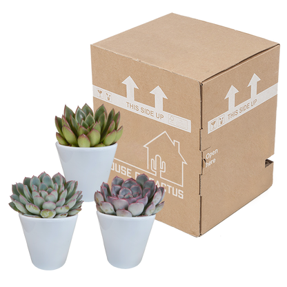 Echeveria 3er Set im weißen Topf – pflegeleicht & robust