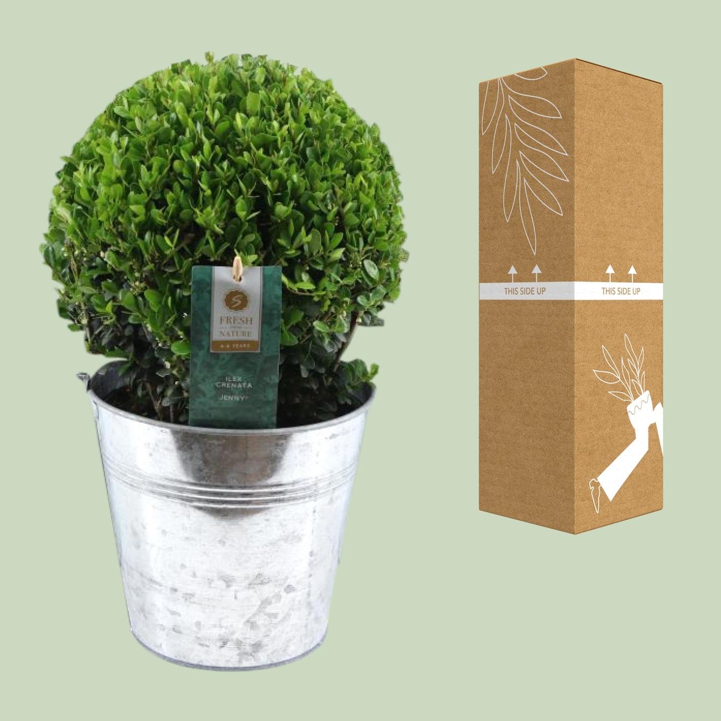 Ilex Crenata 'Jenny' Kugel – Pflegeleichte Stechpalme im Zinktopf