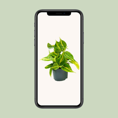 Philodendron Brasil – Pflegeleichter Kletterphilodendron Ø12cm