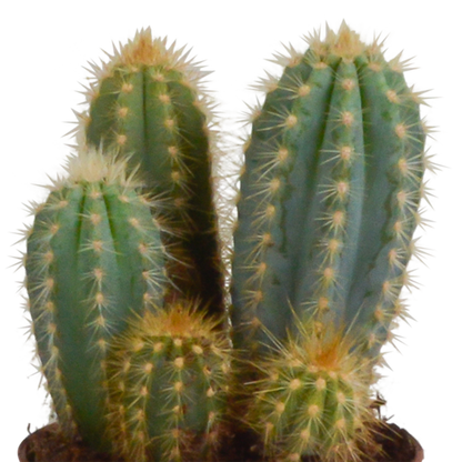 Cereus 3er Set in handbemaltem Mexicaanse Pot