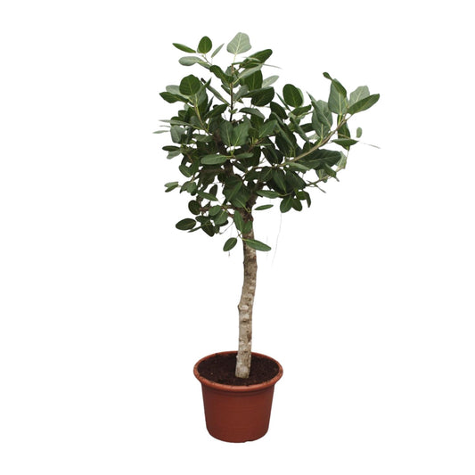Ficus Benghalensis – Robuste Zimmerpflanze 200 cm