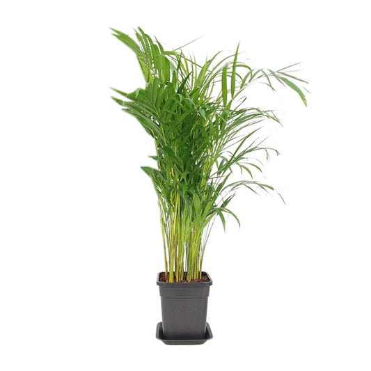 Dypsis Lutescens – Pflegeleichte Zimmerpflanze Ø21cm, 100cm hoch