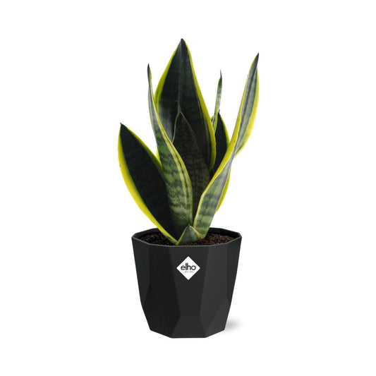 Sansevieria Futura Superba – Pflegeleichte Schwiegermutterzunge 14cm