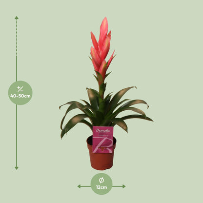 Tillandsia Ziva – Pflegeleichte luftreinigende Zimmerpflanze Ø12cm, 50cm hoch