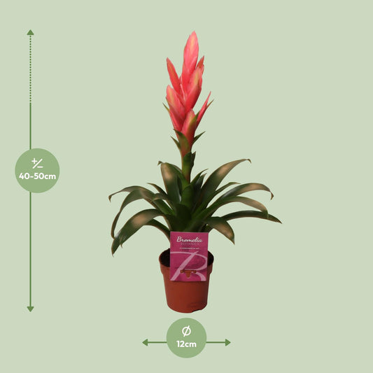 Tillandsia Ziva – Pflegeleichte luftreinigende Zimmerpflanze Ø12cm, 50cm hoch