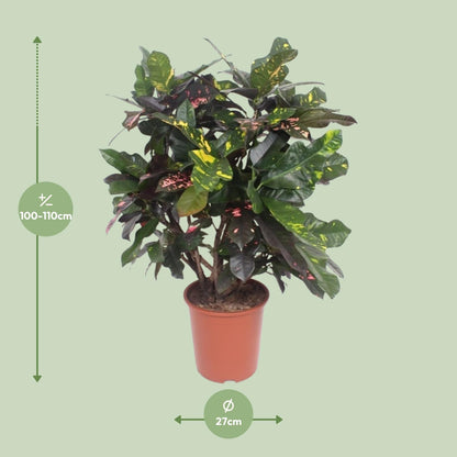 Codiaeum Magnificent (Croton) – Pflegeleichte Trendpflanze Ø27cm, 110cm hoch