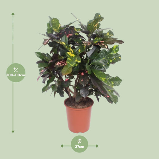 Codiaeum Magnificent (Croton) – Pflegeleichte Trendpflanze Ø27cm, 110cm hoch