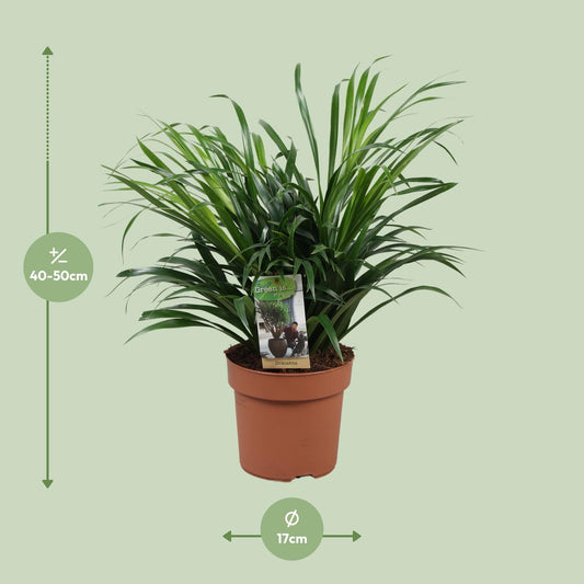 Dracaena Anita – Pflegeleichte Zimmerpflanze Ø17 cm
