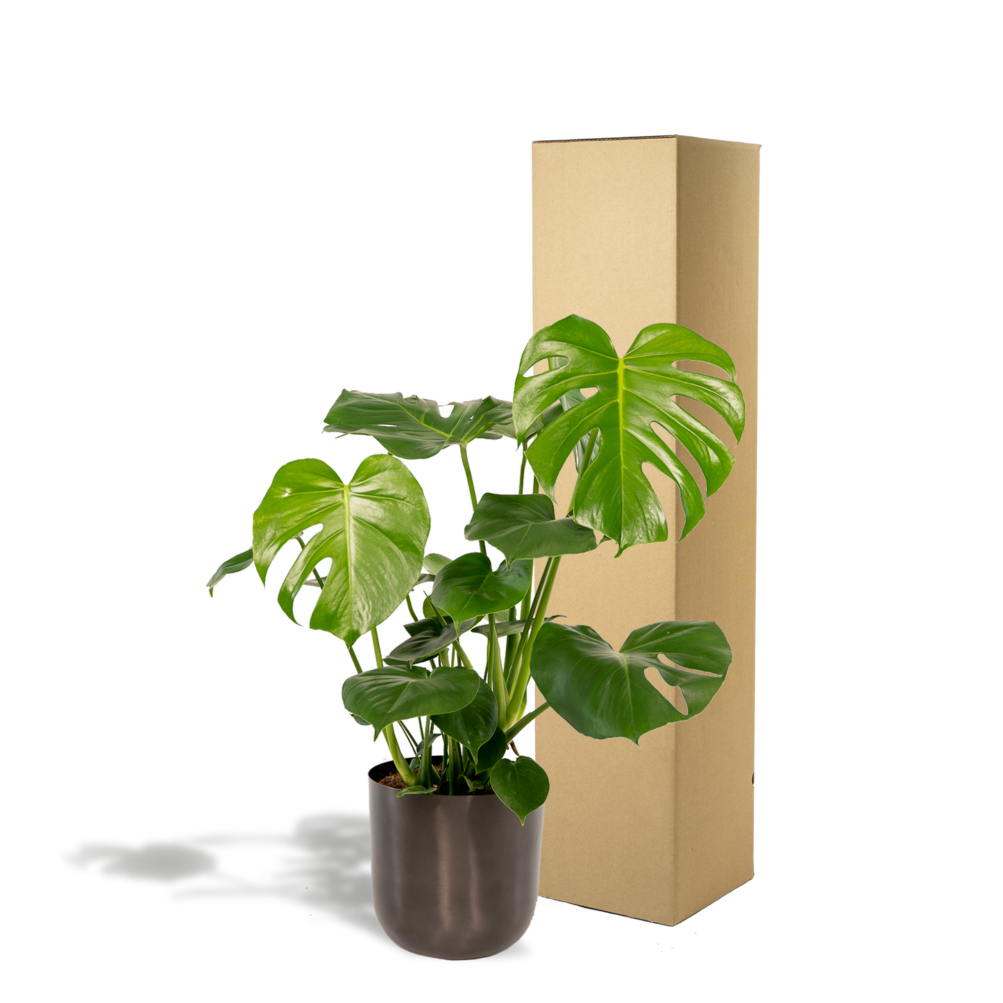 Monstera Deliciosa – Pflegeleichte Tropische Zimmerpflanze Ø21cm